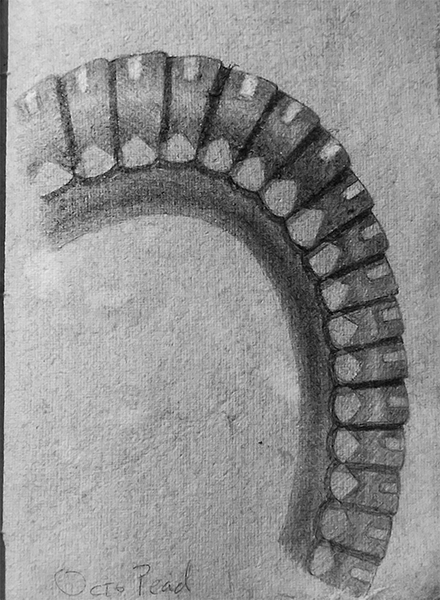 octopus-leg-spine