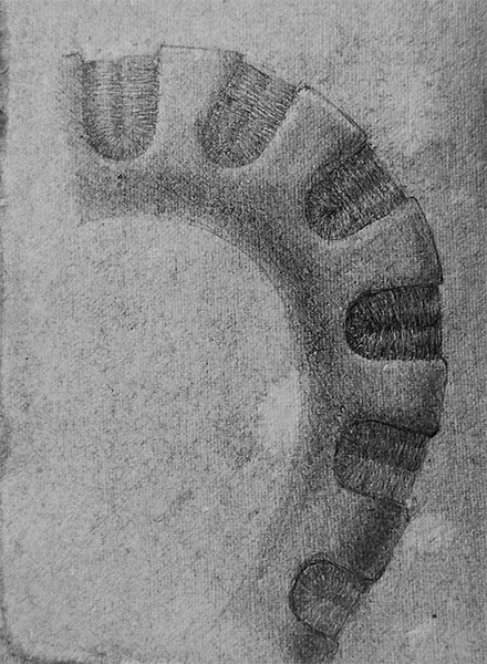 octopus-leg-spine