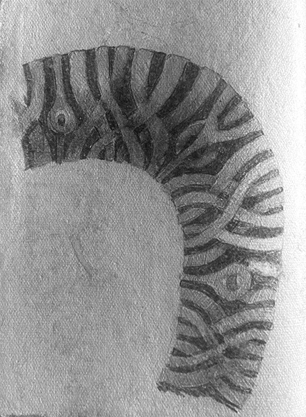 octopus-leg-spine