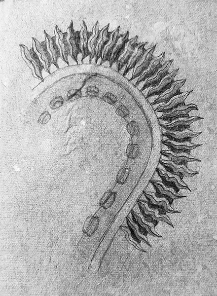 octopus-leg-spine