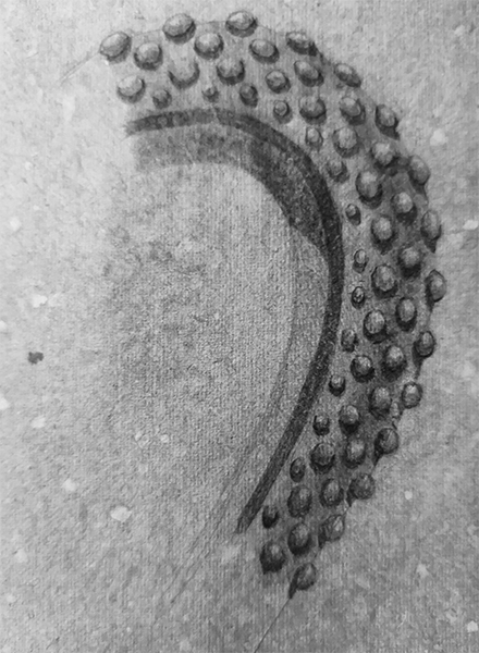 octopus-leg-spine