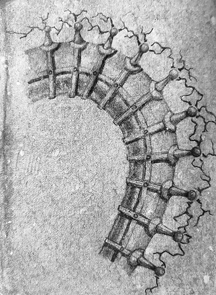 octopus-leg-spine