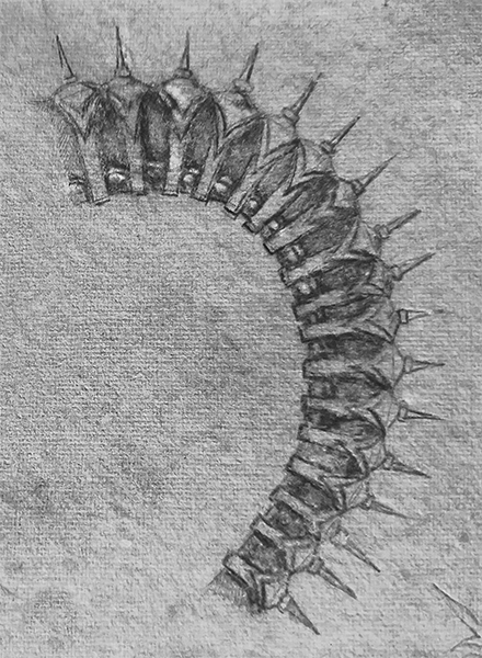 octopus-leg-spine