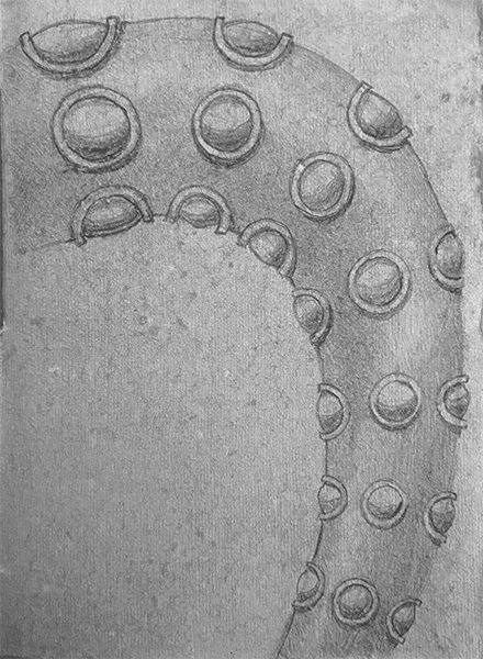 octopus-leg-spine