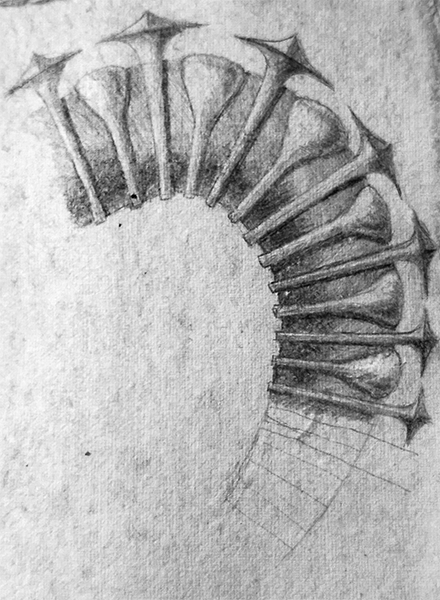 octopus-leg-spine