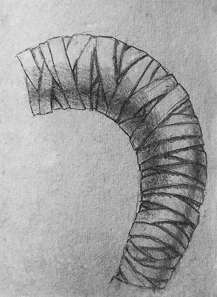 octopus-leg-spine