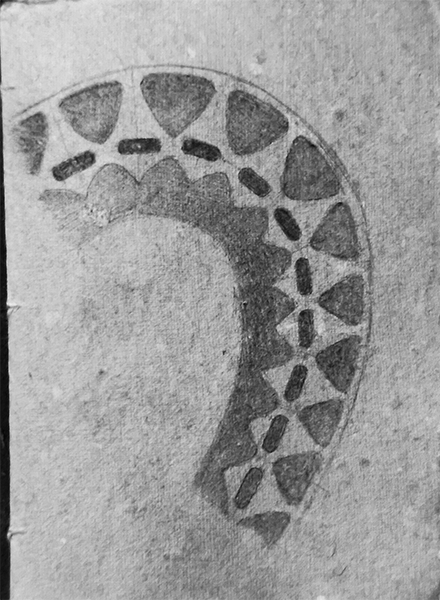 octopus-leg-spine
